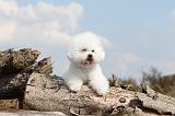 BICHON FRISE 189